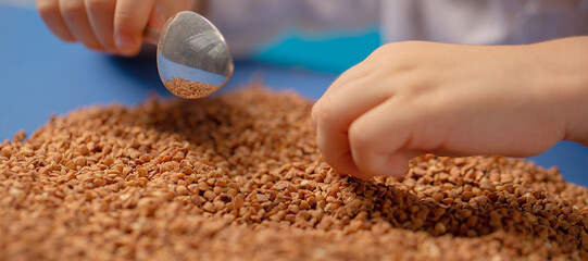 Wall Mural - Raw buckwheat groats on a blue background