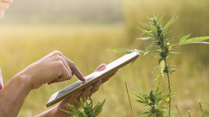 Hemp farmer using tablet to check on Cannabis plants on farm field.