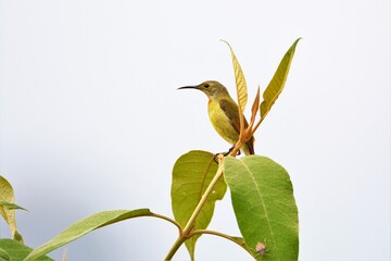 Bird - Beautiful female fire tailed sunbird on tree branch