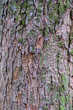 Bergahorn, Acer Pseudoplatanus