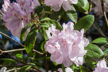 Wall Mural - Pale white and pink rhododendron growing with bee looking for pollen