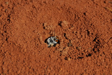 Dawson's burrowing bee (Amegilla dawsoni). The large species is only found in Western Australia. Adults occur only during the months of July to September.