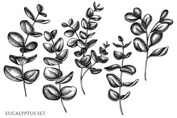 Vector set of hand drawn black and white eucalyptus