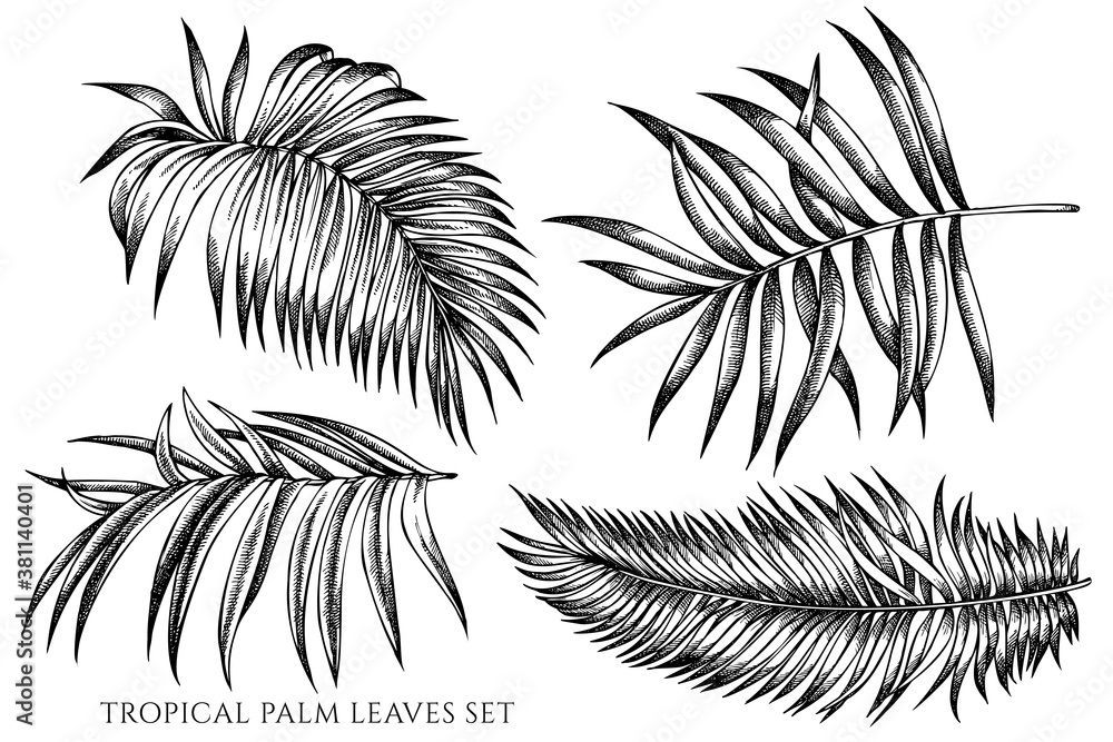 Vector set of hand drawn black and white tropical palm leaves Stock ...