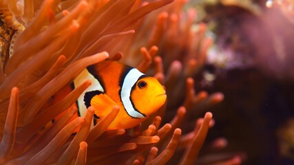 Wall Mural - Amphiprion ocellaris clownfish in marine aquarium. Sea anemones and corals in the background. Colorful pattern, texture, panoramic underwater view. Concept art, graphic resources, macro photography