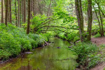  nature reserve in the Bavarian Forest