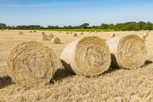 Straw Rolls On The Harvested Grain Field - 3310