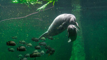 Big Adult Manatee And A Baby Swimming Inside Aquarium