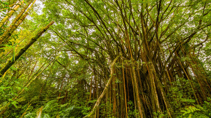 Poster - Green tropical forest. Amazing trees. Hawaii island 