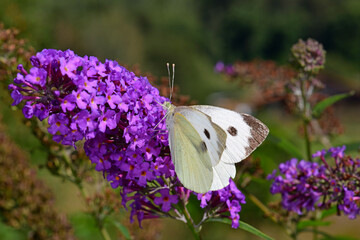 Poster - Großer Kohlweißling (Pieris brassicae) an einer Fliederblüte / large white on a lilac