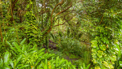 Poster - Green tropical forest. Amazing trees. Hawaii island