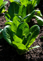 Wall Mural -  winter lettuce plants