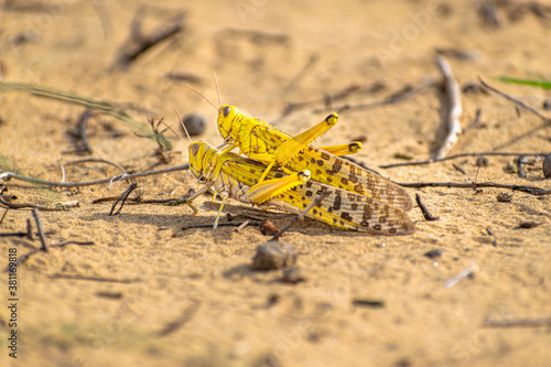 Cuadros en Lienzo close up of a migratory locust swarm in deserts of india