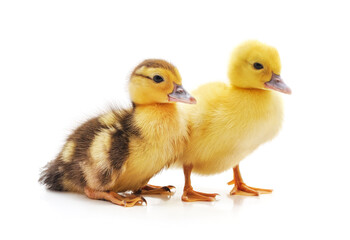 Wall Mural - Two of small ducklings.