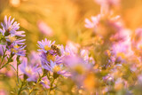 Fototapeta Dmuchawce - Honey Bee Pollinating a Beautiful Autumn Aster Flower Macro Shallow Depth of Field Floral Background 