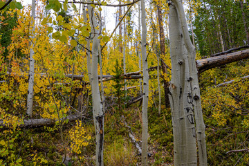 Wall Mural - aspen fence