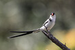 Pintailed whydah