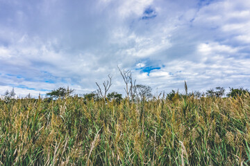 Low angle view of tall grass in the field over cloudy sky