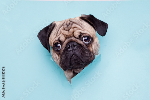 Fotomural Portraite of cute dog of the pug breed climbs out of hole in colored background