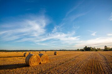 Sticker - Field full with straw balls after harvesting in august during beautiful sunset, that makes the landscape colorful and warm.