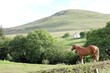 Pferd am Hügel