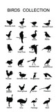 Fototapeta Koty - Large bird collection vector silhouette illustration isolated on white background. Ornithology wallpaper. Birds set. 