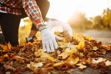 Male Volunteer Grabs A Pile Of Fallen Leaves And Puts Them Into A Garbage Bag In The Park. Man Wearing Gloves Stacks The Old Colorful Yellow And Red Leaves Into A Sack. Seasonal Cleaning Concept.