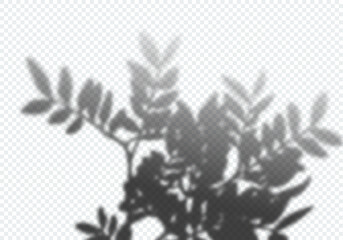 Leinwandbilder - Transparent Vector Shadow of Rowan Branch . Decorative Design Element for Collage and Mock Up. Creative Overlay Effect for Mockups