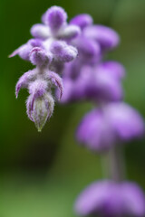 Close up of a lavender flower