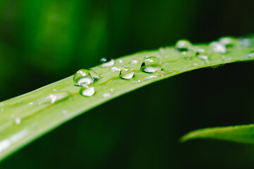  A macro shot of water drops on a green leaf.