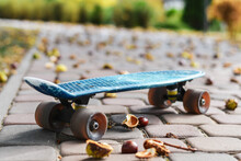 Close Up Of A Skateboard On The Street Covered With Chestnuts In Autumn Park.
