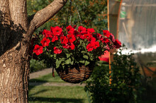 Petunia Red Flowers Hanging In A Pot On A Tree  With Splashing Water