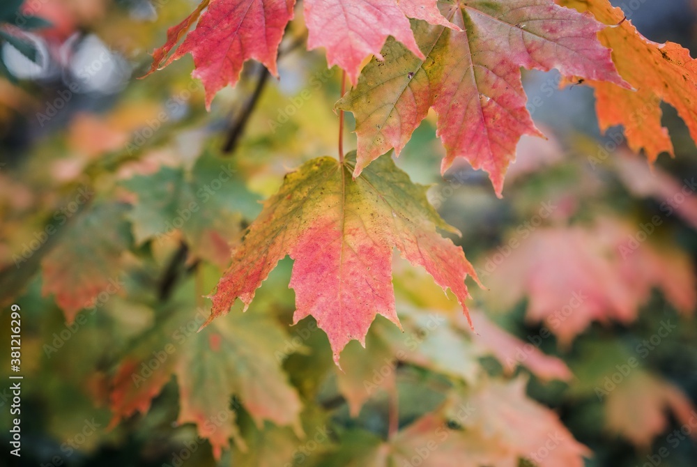 close up of a maple leaf changing colour in fall - obrazy, fototapety, plakaty 