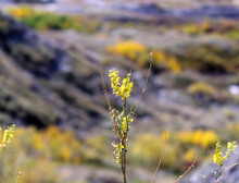Yellow Fall Flowers In Badlands, Alberta, Canada