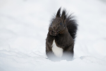 Wall Mural - eurasian red squirrel, sciurus vulgaris.