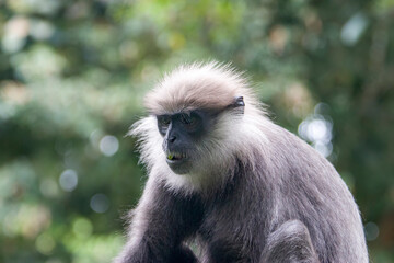 Wall Mural - The purple-faced langur (Semnopithecus vetulus)  is a species of Old World monkey that is endemic to Sri Lanka. The animal is a long-tailed arboreal species, identified by a mostly brown dark face.