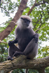 Wall Mural - The purple-faced langur (Semnopithecus vetulus)  is a species of Old World monkey that is endemic to Sri Lanka. The animal is a long-tailed arboreal species, identified by a mostly brown dark face.