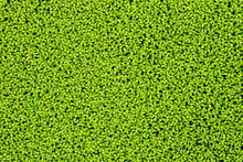 Textura Verde Lenteja De Agua 