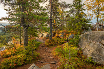 Wall Mural - Narrow path through the colorful autumn forest in Finland