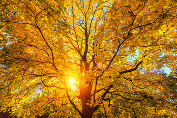 Fototapete - Sunny autumn golden maple tree