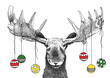 Funny Christmas moose with Christmas ornaments hanging from antlers, holiday party animal drawing for invitations or card, hand drawn sketch of moose