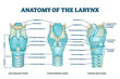 Larynx anatomy with labeled structure scheme and educational medical views