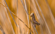 Widoczny na tym zdjęciu konik polny został zauważony na środku łąki wygrzewając się w słońcu.