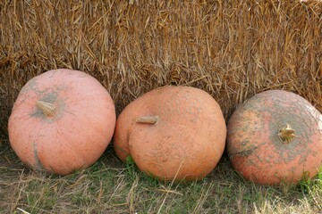 Wall Mural - Thanksgiving holiday.Halloween. Pumpkins orange set near a bale of hay. Pumpkin farmer's market. autumn vegetables harvest.Pumpkin harvest. Autumn pumpkin season.October and November. fall time