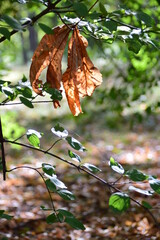 Canvas Print - autumn leaves in the forest