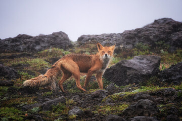 Wall Mural - portrait of a red fox (vulpes vulpes) close up