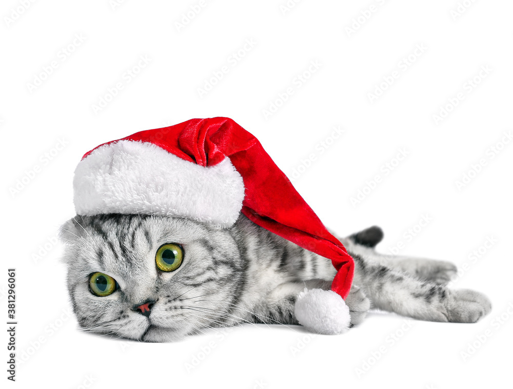 Cute funny cat in Santa hat  on white background