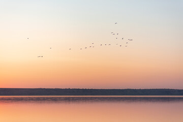 Group of birds flying over the lake with evening sunset. Beautiful view of nature.