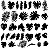 Fototapeta Lawenda - Vector set of black silhouettes of tropical leaves. Collection of exotic leaves of monstera, palm, banana isolated on a white background. Large vector collection of plant silhouettes with 33 elements.