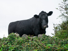 Beautiful Black Angus Cow Behind Natural Hedge. Selective Focus. Looking At The Viewer